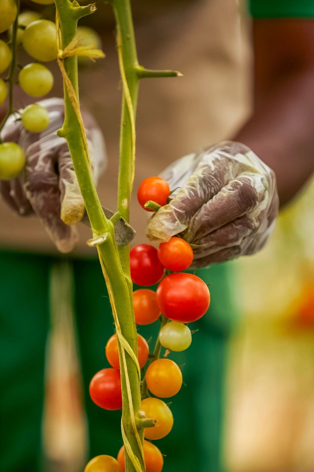 Gros plan sur une grappe de tomates cueillies à la main