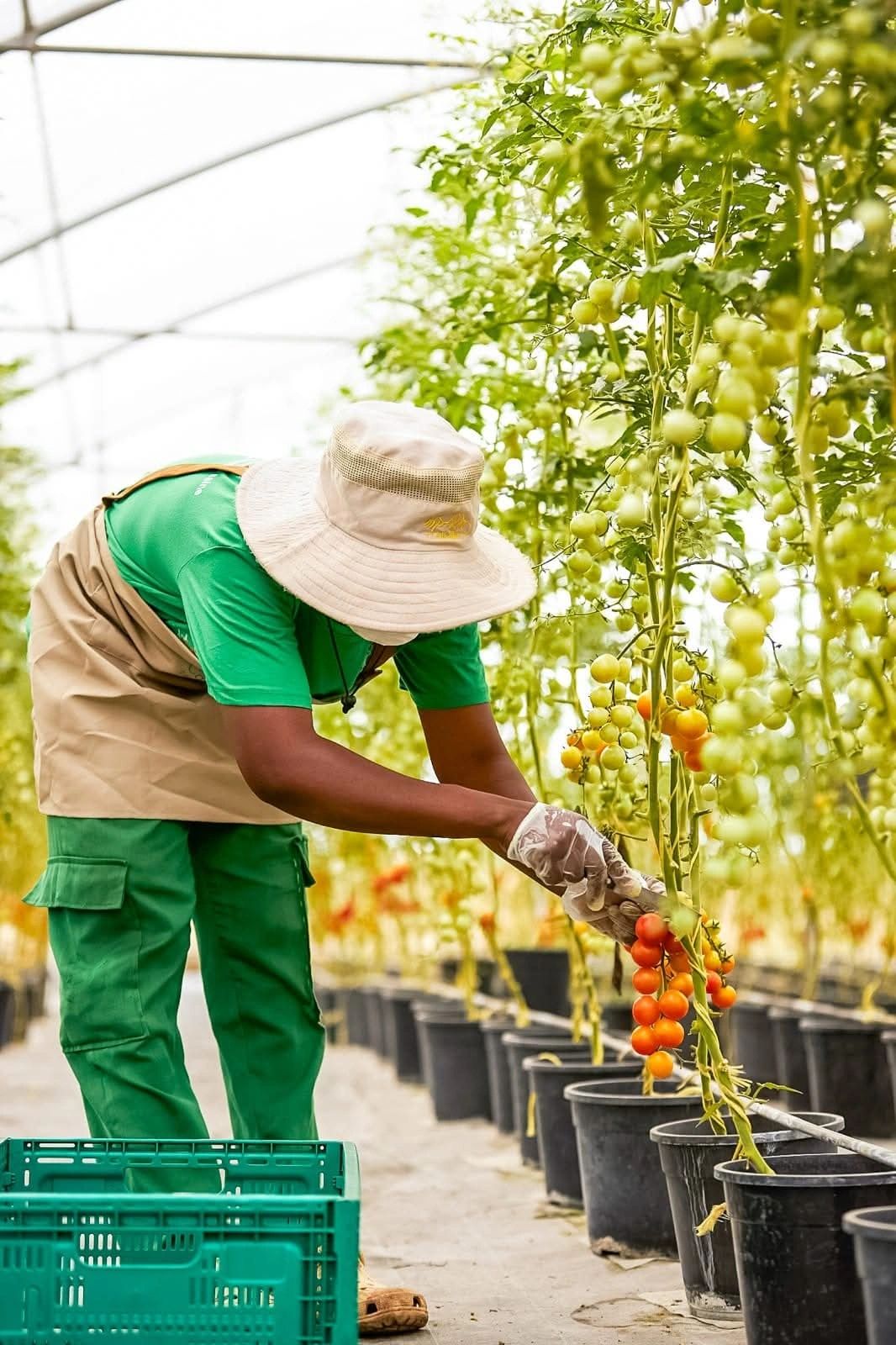 Récolte de tomates sous serre par un agent Canaan Land